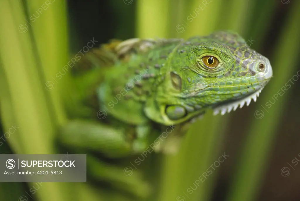Green Iguana (Iguana iguana) amid green leaves, Roatan Island, Honduras