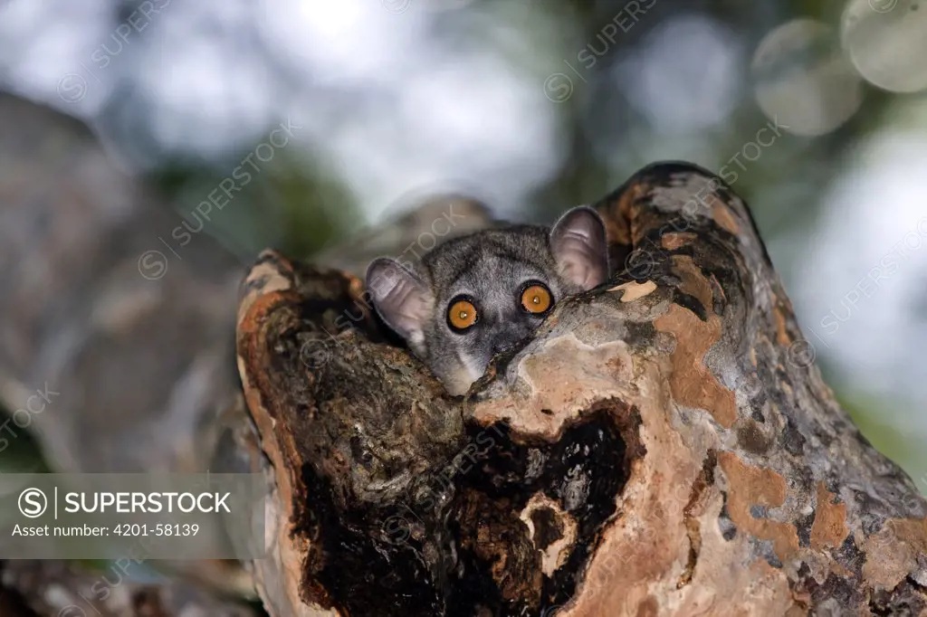 Red-tailed Sportive Lemur (Lepilemur ruficaudatus) peeking from a hole in a tree, Kirindy Forest, Madagascar