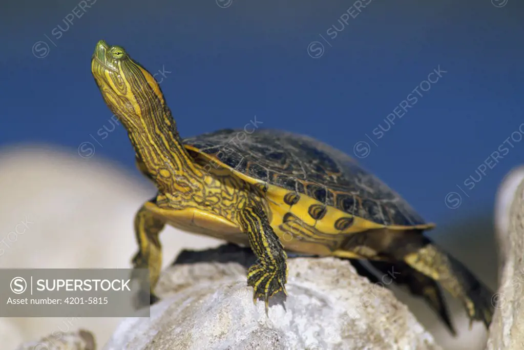 Yellow-bellied Slider (Trachemys scripta scripta) turtle, portrait, on rock, North America