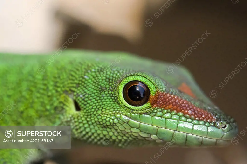 Madagascar Day Gecko (Phelsuma madagascariensis), Marozevo, Madagascar