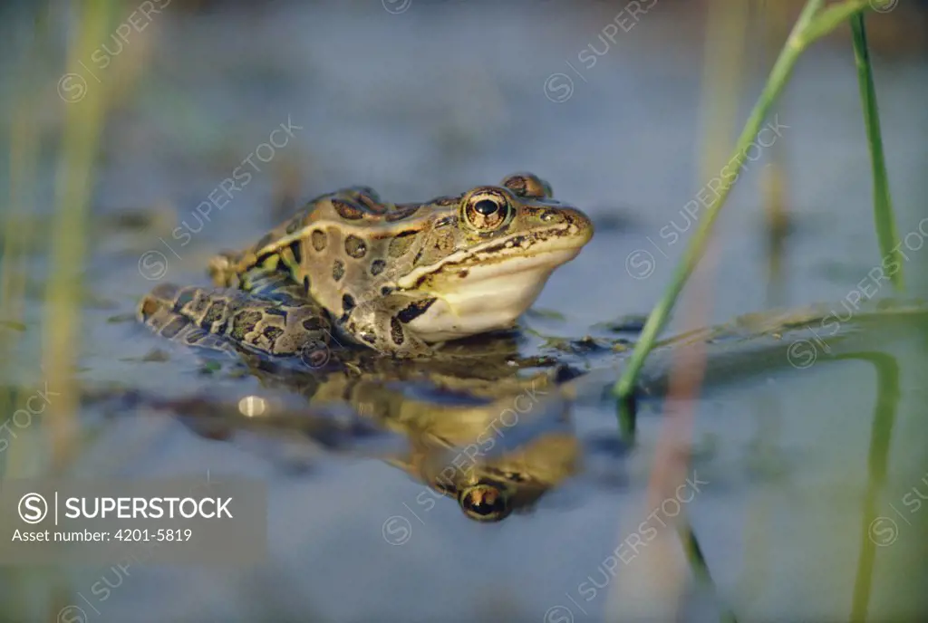 Northern Leopard Frog (Rana pipiens) portrait in pond, North America