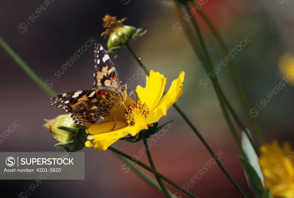 American Painted Lady (Cynthia virginiensis) butterfly feeding on Tickseed (Coreopsis sp) flower, New Mexico