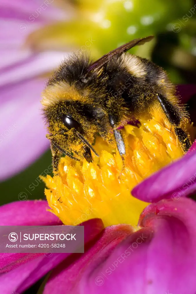 Buff-tailed Bumblebee (Bombus terrestris) on flower covered with pollen, Netherlands