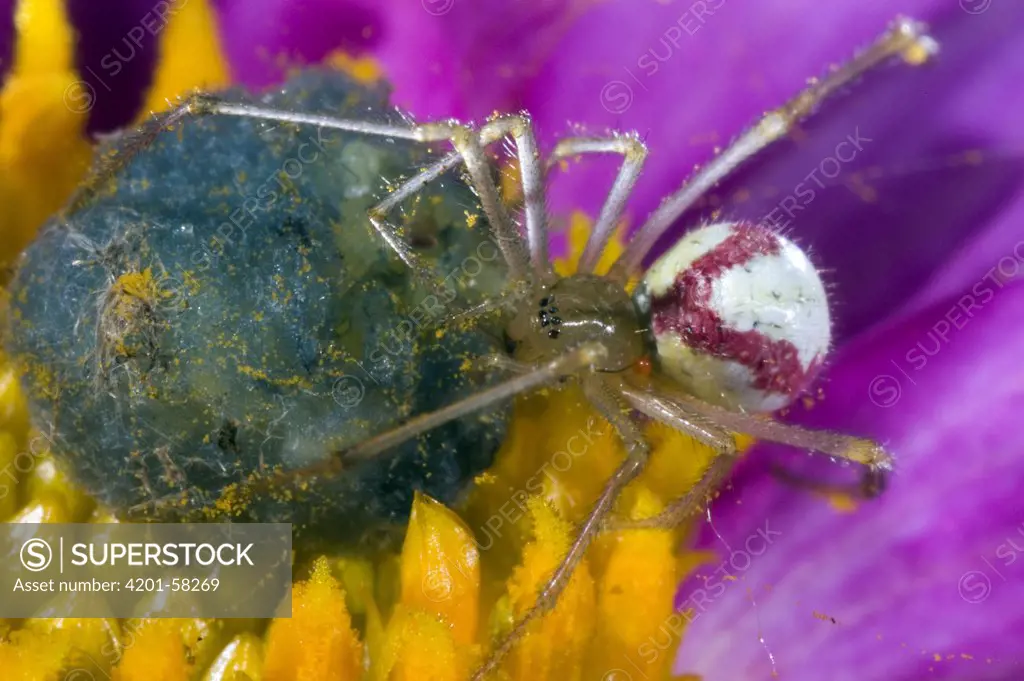 Comb-footed Spider (Enoplognatha ovata) with eggs on flower, Netherlands