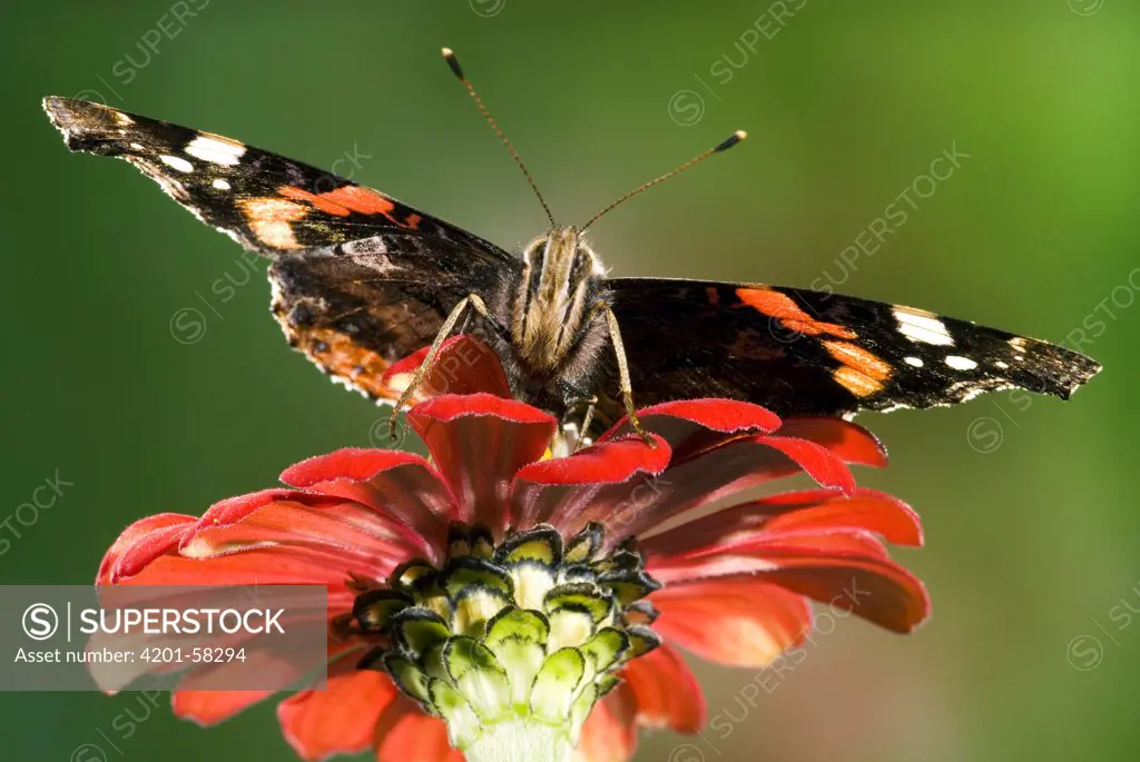 Red Admiral (Vanessa atalanta) butterfly on a red flower, Netherlands