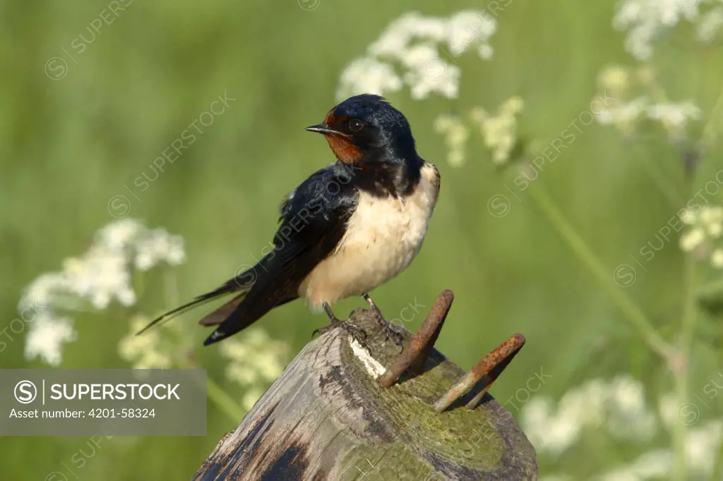 Barn Swallow (Hirundo rustica), Gelderland, Netherlands