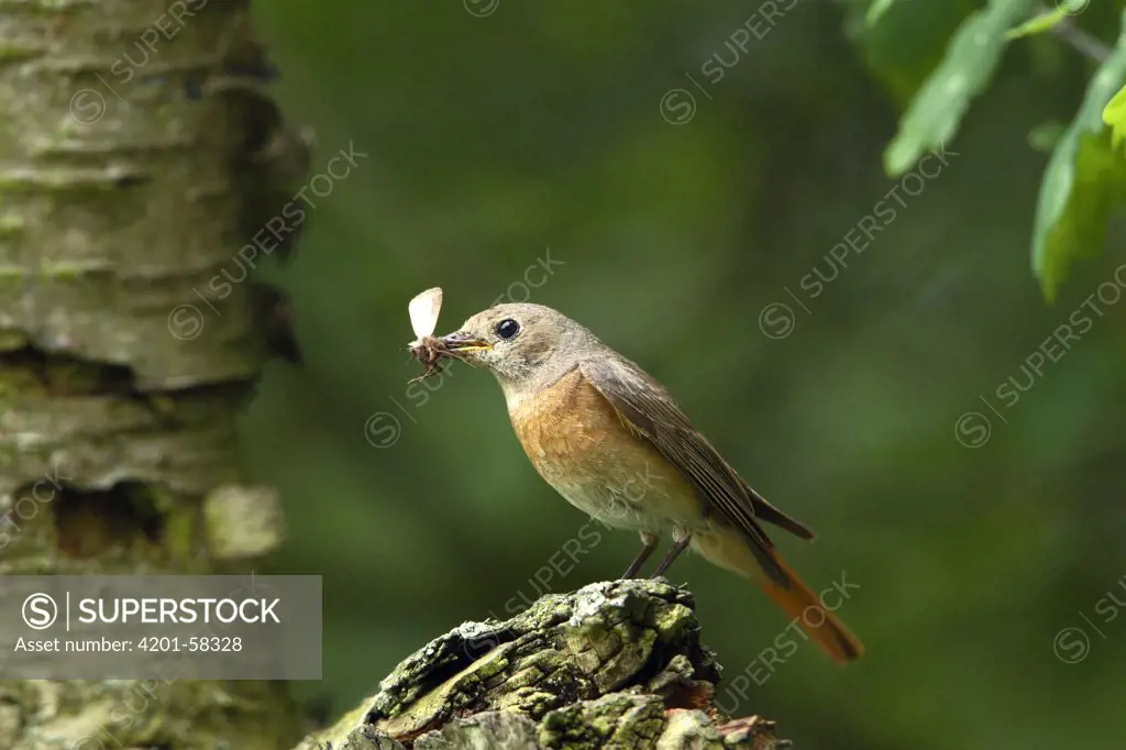 Common Redstart (Phoenicurus phoenicurus) female with insect prey, Noord-Brabant, Netherlands