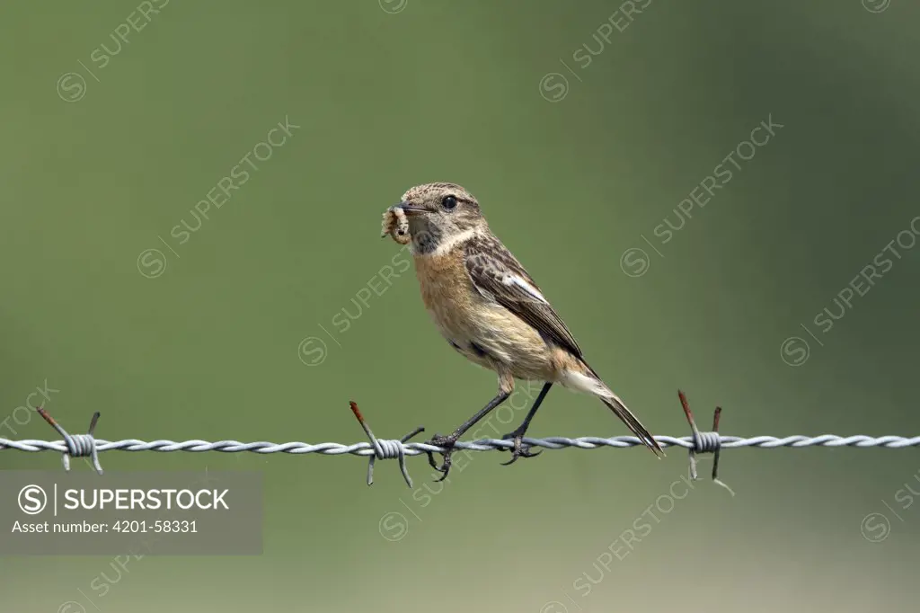 Common Stonechat (Saxicola torquata) female with caterpillar on barbed wire, Noord-Brabant, Netherlands
