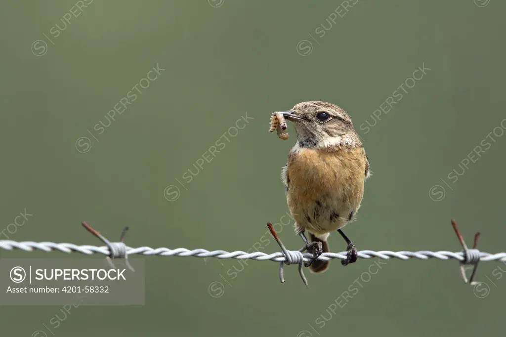 Common Stonechat (Saxicola torquata) female with caterpillar on barbed wire, Noord-Brabant, Netherlands
