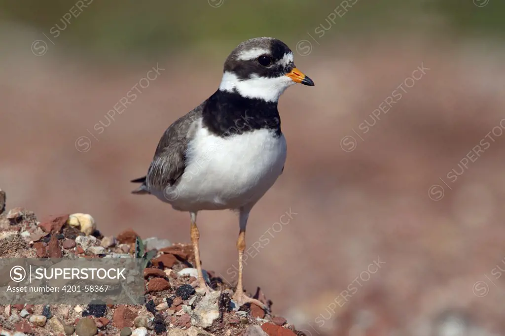Common Ringed Plover (Charadrius hiaticula) female, Helgoland, Germany
