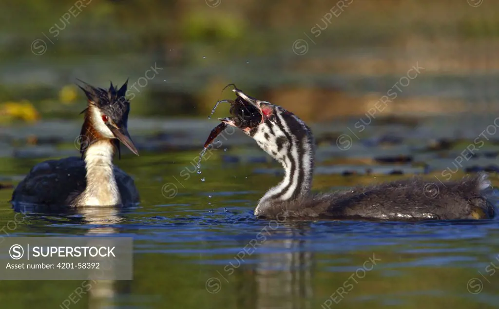 Great Crested Grebe (Podiceps cristatus) chick swallows Broad-fingered Crayfish (Astacus astacus) while an adult is watching, Utrecht, Netherlands