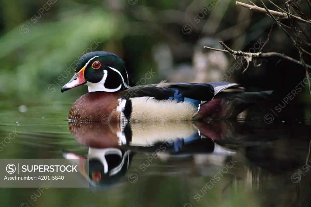 Wood Duck (Aix sponsa) male on water, British Columbia, Canada