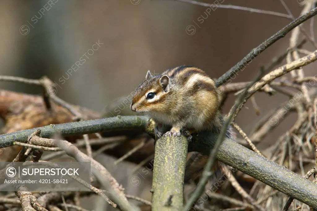 Siberian Chipmunk (Tamias sibiricus), Noord-Brabant, Netherlands