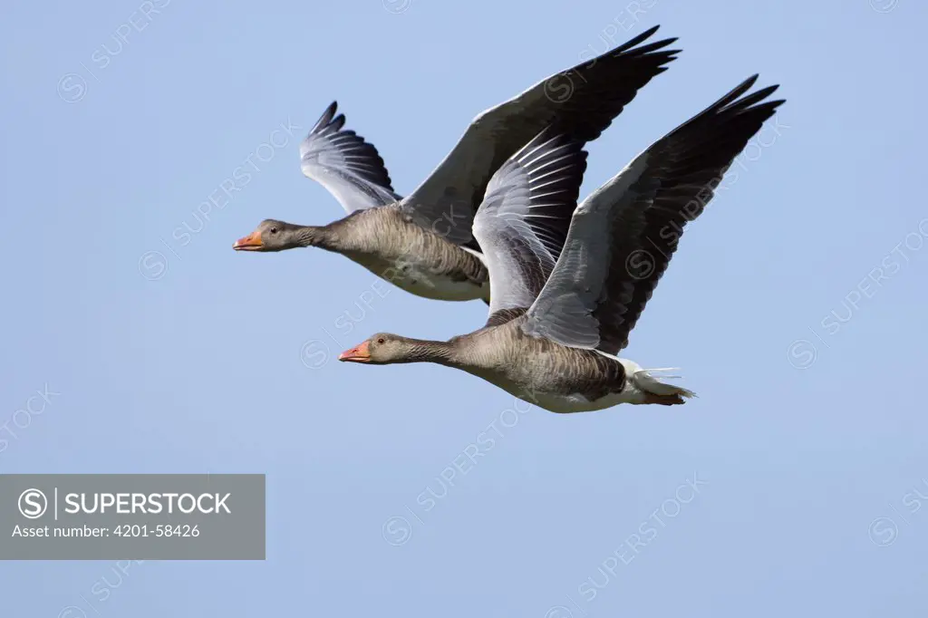 Greylag Goose (Anser anser) pair flying, Netherlands