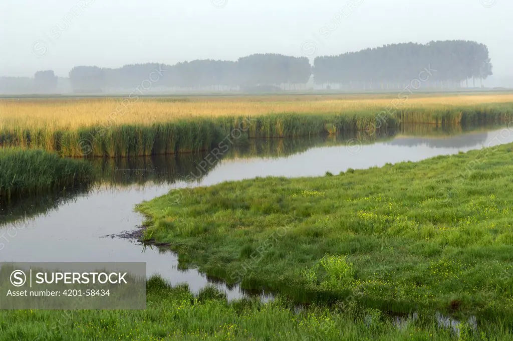 Wetland, Zeeland, Netherlands