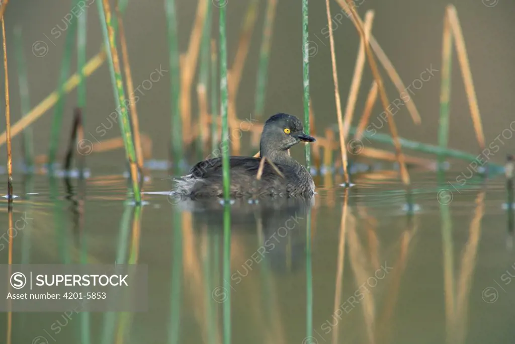 Least Grebe (Tachybaptus dominicus) floating among reeds, North America