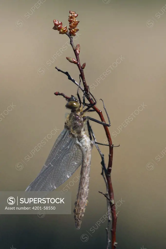 Downy Emerald (Cordulia aenea) dragonfly freshly moulted, Overijssel, Netherlands