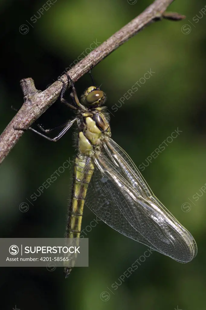 Black-tailed Skimmer (Orthetrum cancellatum) dragonfly, Overijssel, Netherlands