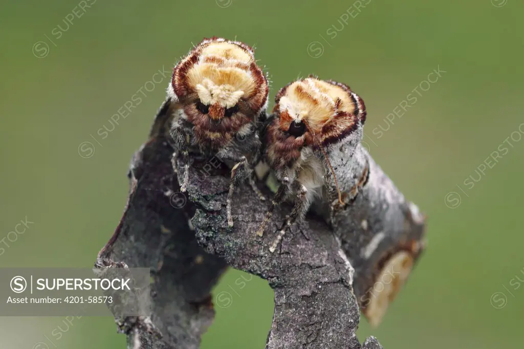 Buff-tip (Phalera bucephala) pair on a branch, Overijssel, Netherlands