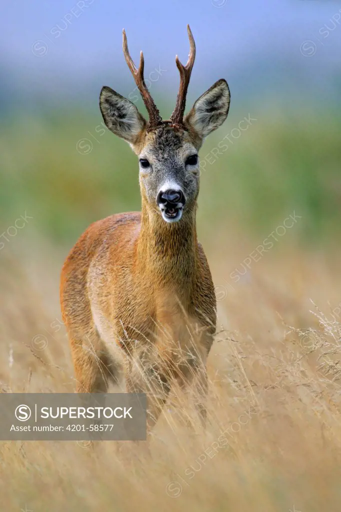 Western Roe Deer (Capreolus capreolus) male, Poland