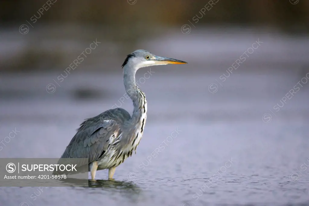 Grey Heron (Ardea cinerea) wading, Poland