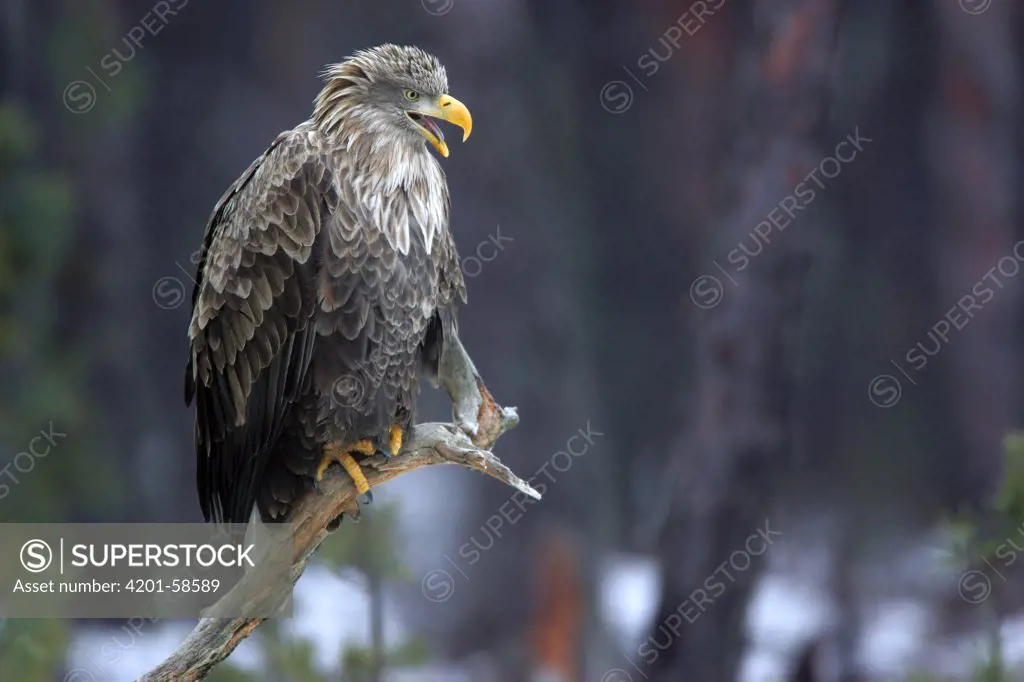 White-tailed Eagle (Haliaeetus albicilla) calling, Bialowieza Primaeval Forest, Poland