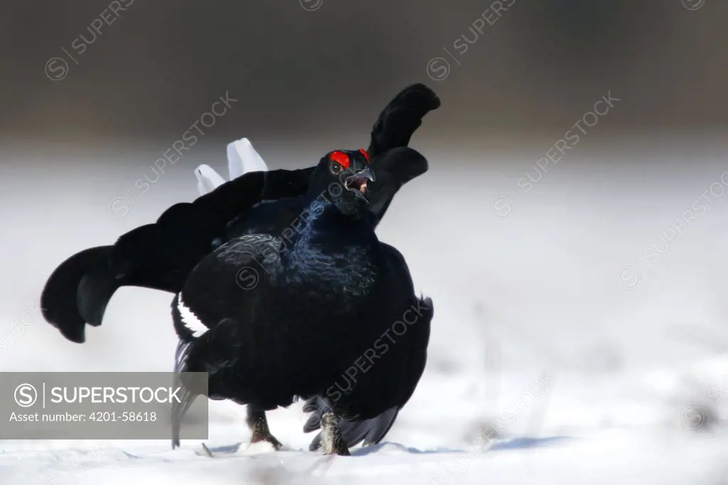 Black Grouse (Tetrao tetrix) male displaying, Biebrza, Poland