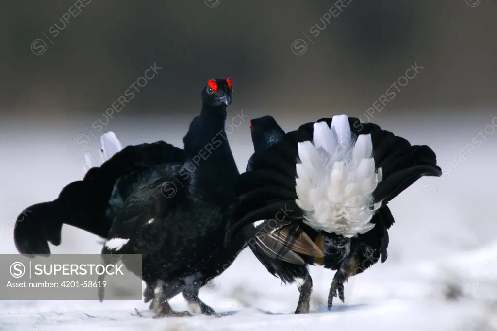 Black Grouse (Tetrao tetrix) males displaying, Biebrza, Poland