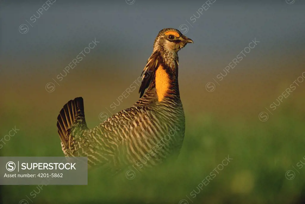 Greater Prairie Chicken (Tympanuchus cupido) male in courtship display, Eagle Lake, Texas