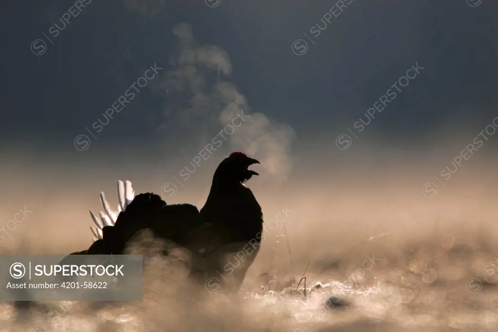 Black Grouse (Tetrao tetrix) male with steam from breath, Biebrza, Poland