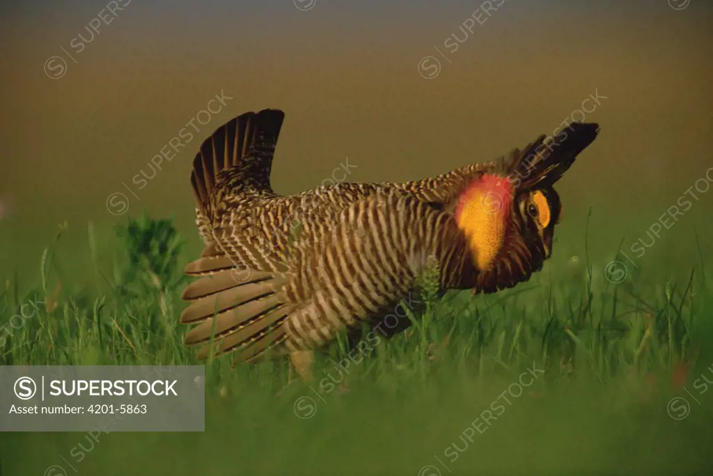 Greater Prairie Chicken (Tympanuchus cupido) male in courtship display, Eagle Lake, Texas