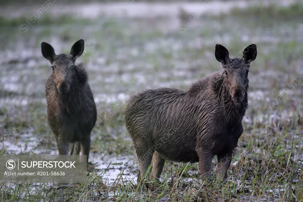 European Elk (Alces alces) wading through marsh, Biebrza, Poland