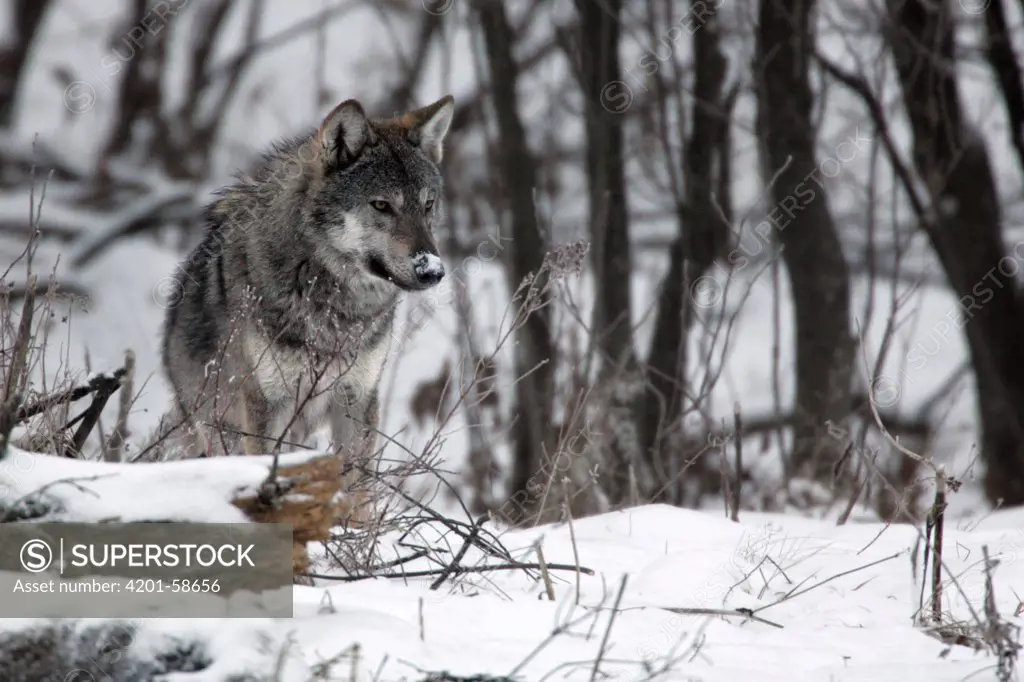 Gray Wolf (Canis lupus), Carpathian Mountains, Poland