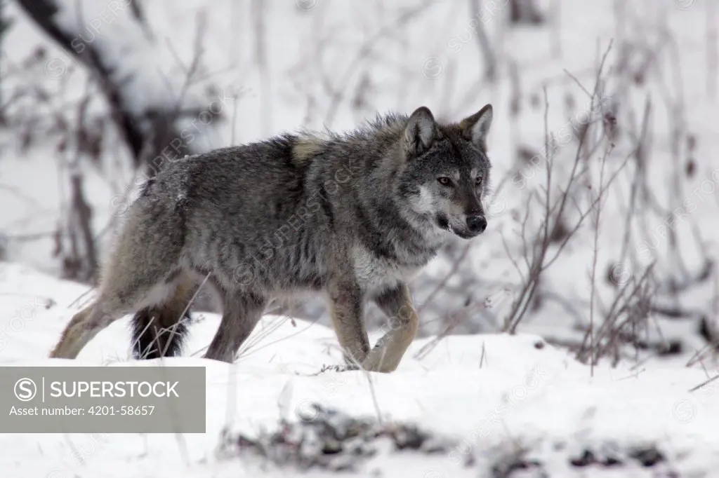 Gray Wolf (Canis lupus) walking through snow, Carpathian Mountains, Poland