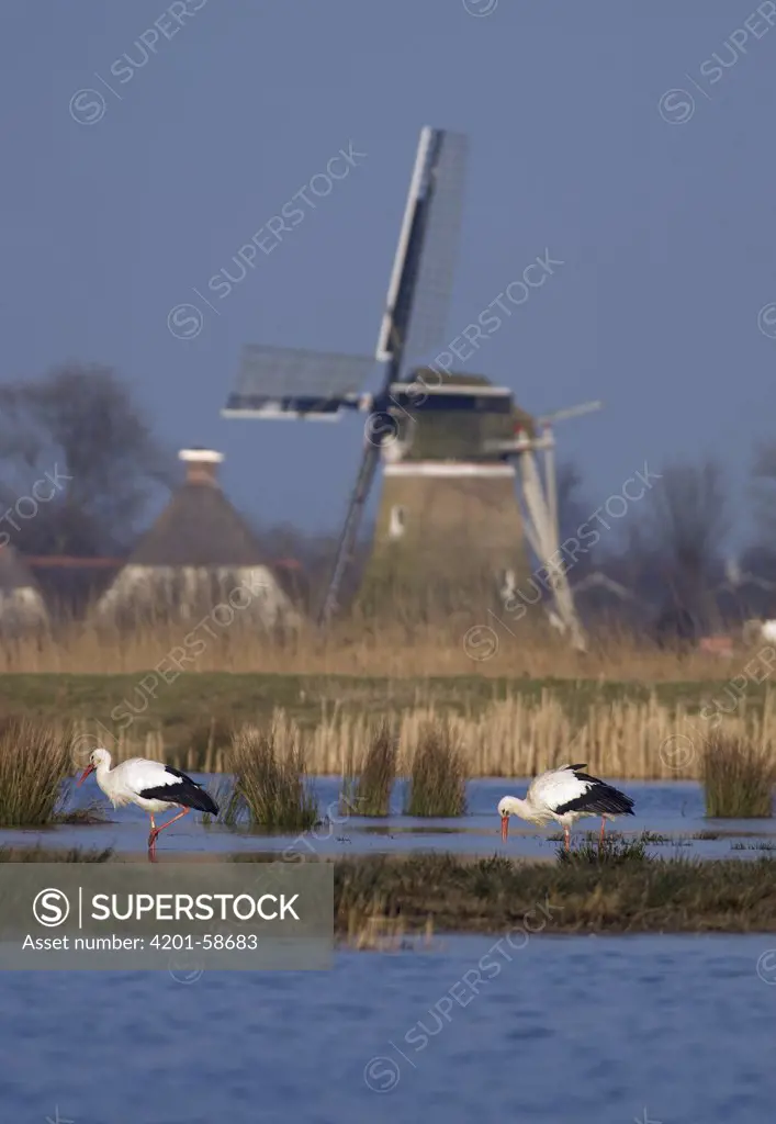 White Stork (Ciconia ciconia) pair foraging with windmill in the background, Leeuwarden, Friesland, Netherlands