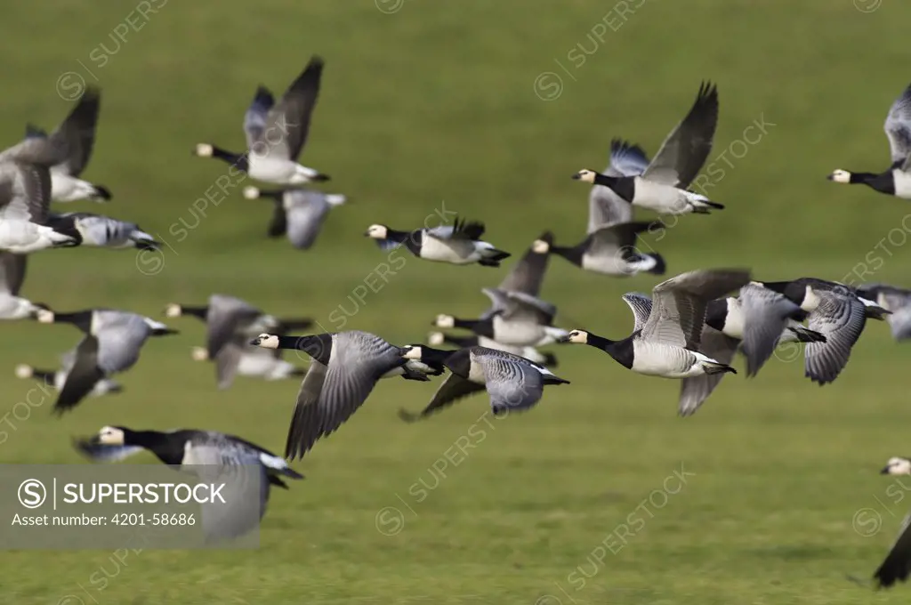 Barnacle Goose (Branta leucopsis) group flying, Lauwersmeer, Friesland, Netherlands