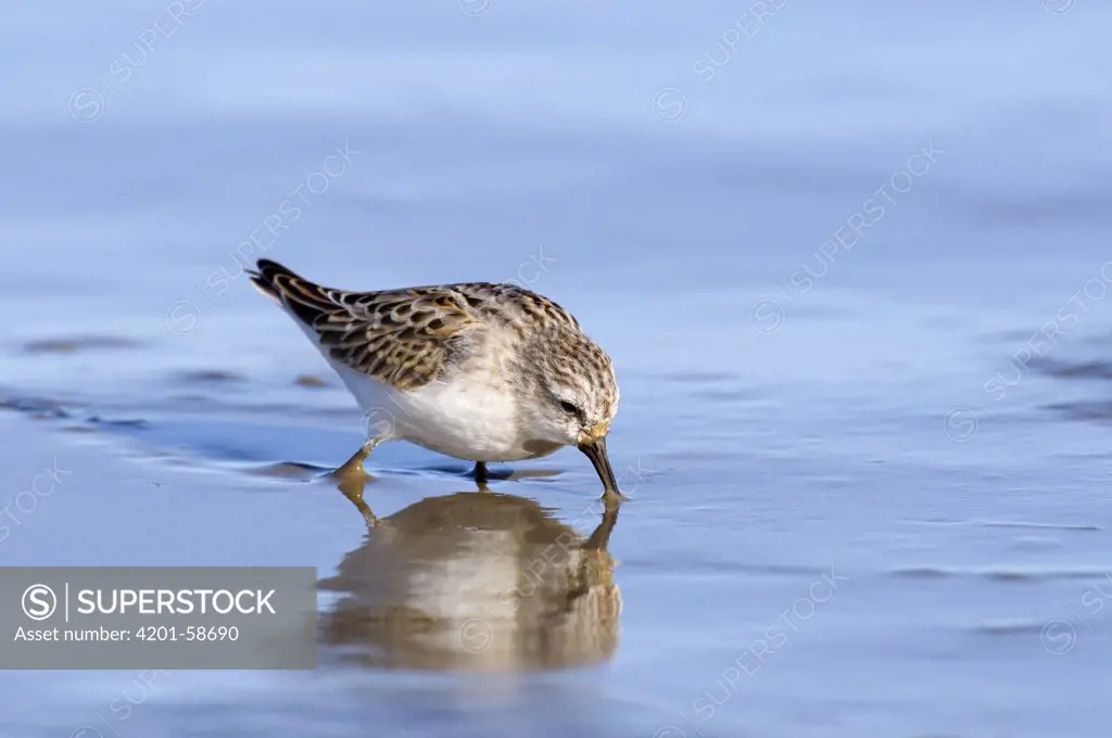 Little Stint (Calidris minuta) foraging on mud flat, Holwerd, Friesland, Netherlands