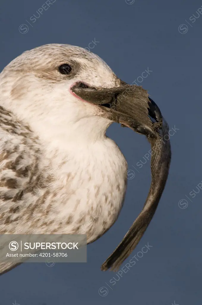 Herring Gull (Larus argentatus) feeding on European Plaice (Pleuronectes platessa), Groningen, Netherlands