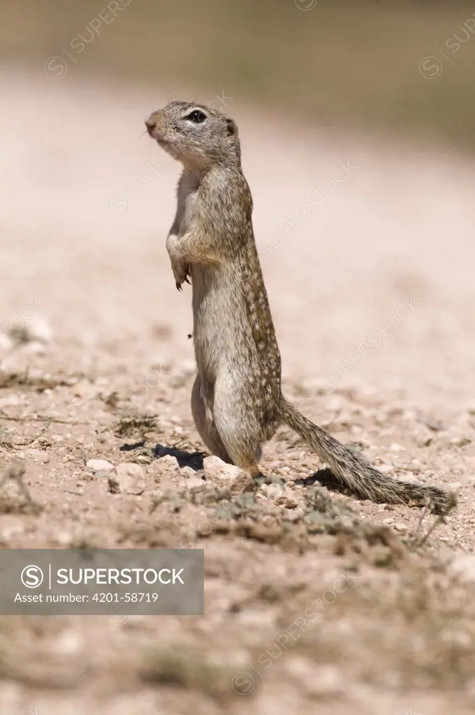 Thirteen-lined Ground Squirrel (Spermophilus tridecemlineatus) standing upright, Texas