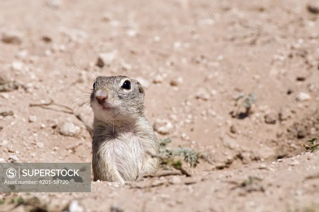 Thirteen-lined Ground Squirrel (Spermophilus tridecemlineatus) at burrow entrance, Texas