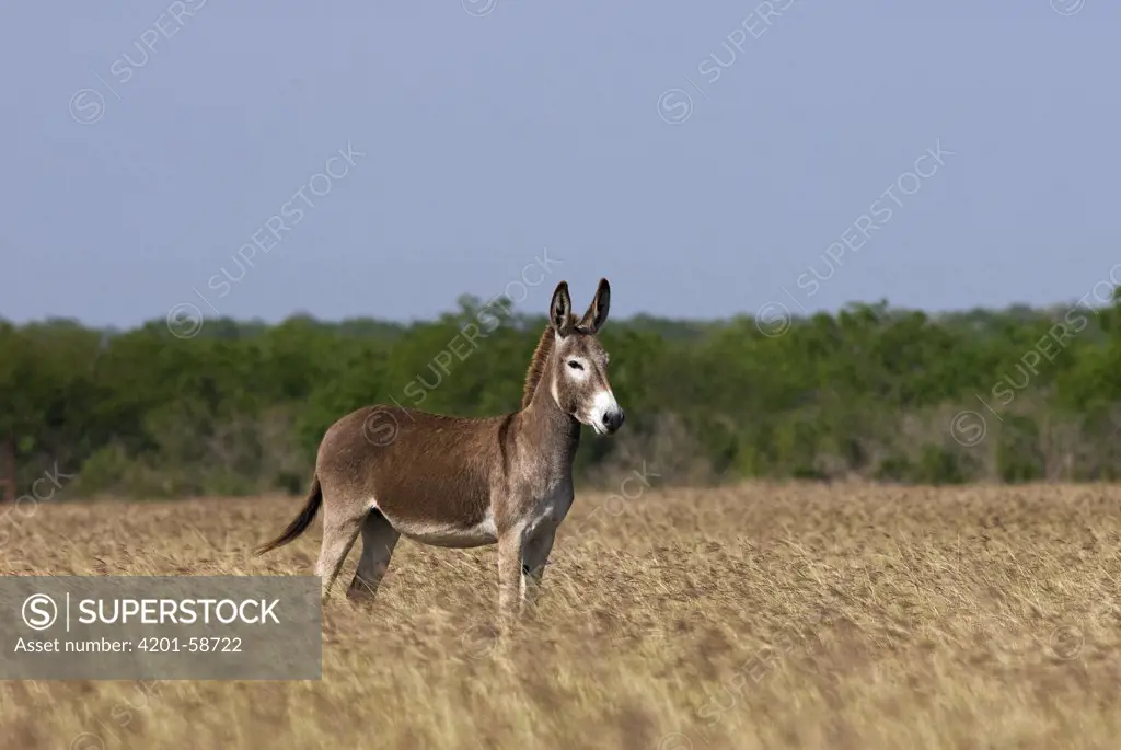 Donkey (Equus asinus), Texas