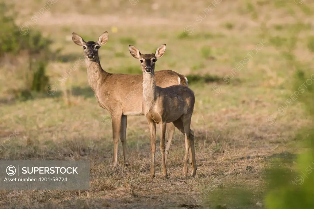 White-tailed Deer (Odocoileus virginianus) does in field, Texas