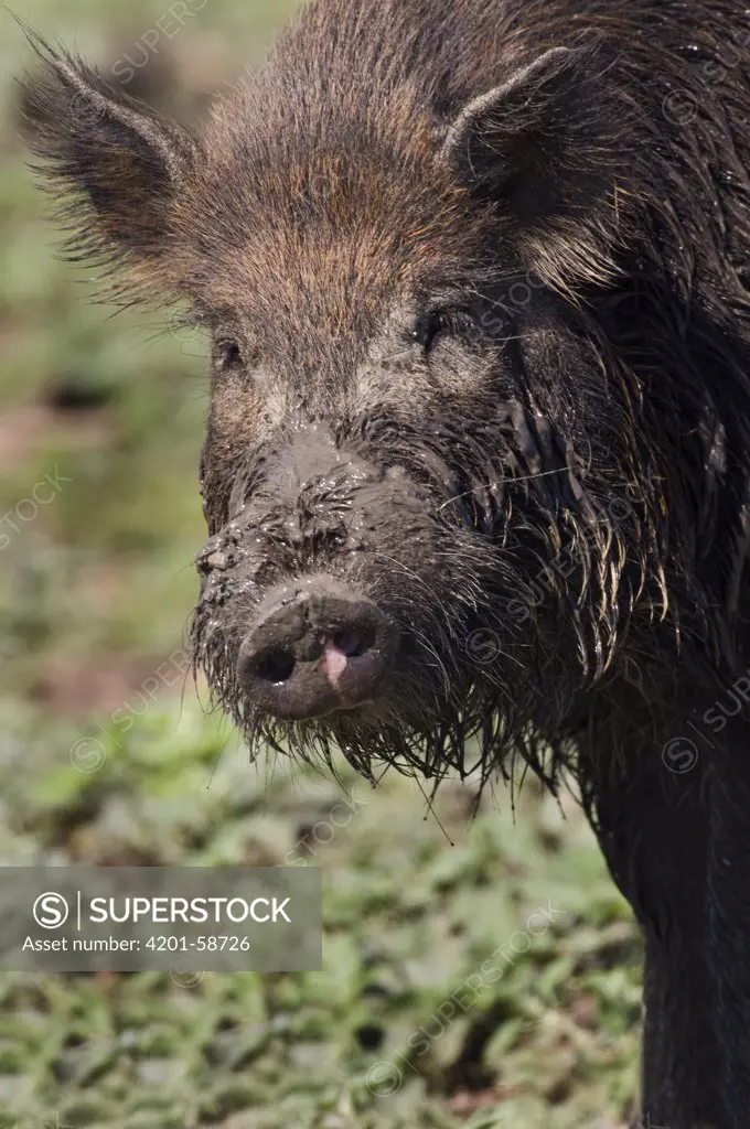 Wild Boar (Sus scrofa) covered with mud, Texas