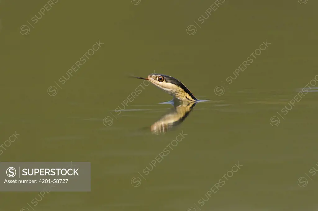 Common Garter Snake (Thamnophis sirtalis) swimming, Texas