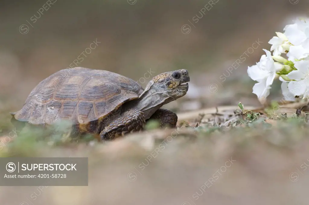 Texas Tortoise (Gopherus berlandieri), Texas
