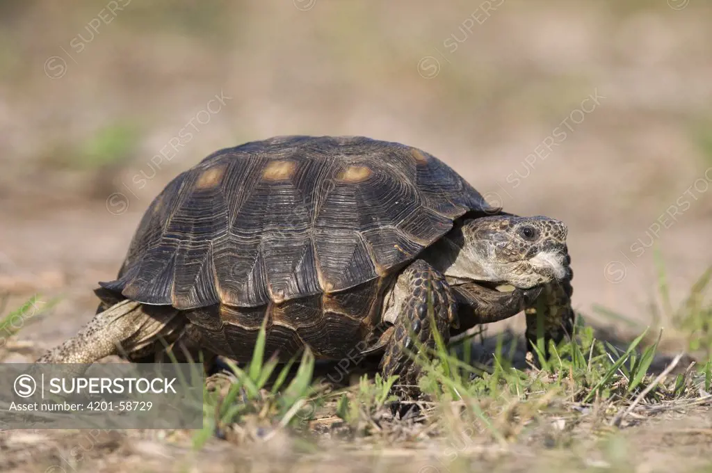 Texas Tortoise (Gopherus berlandieri), Texas