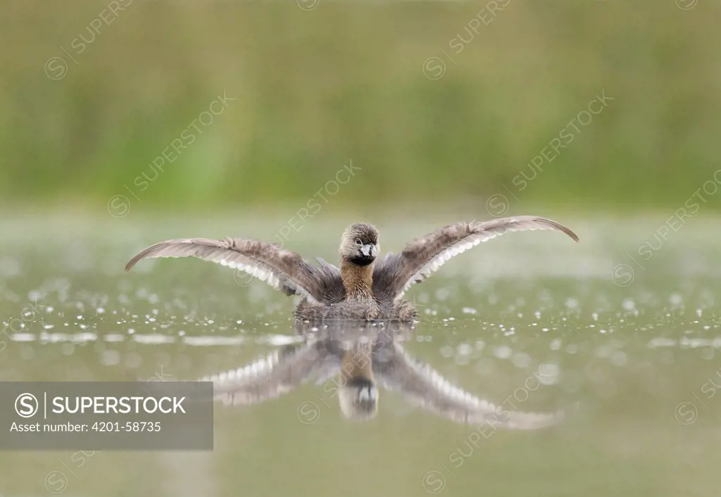 Least Grebe (Tachybaptus dominicus) stretching its wings, Texas