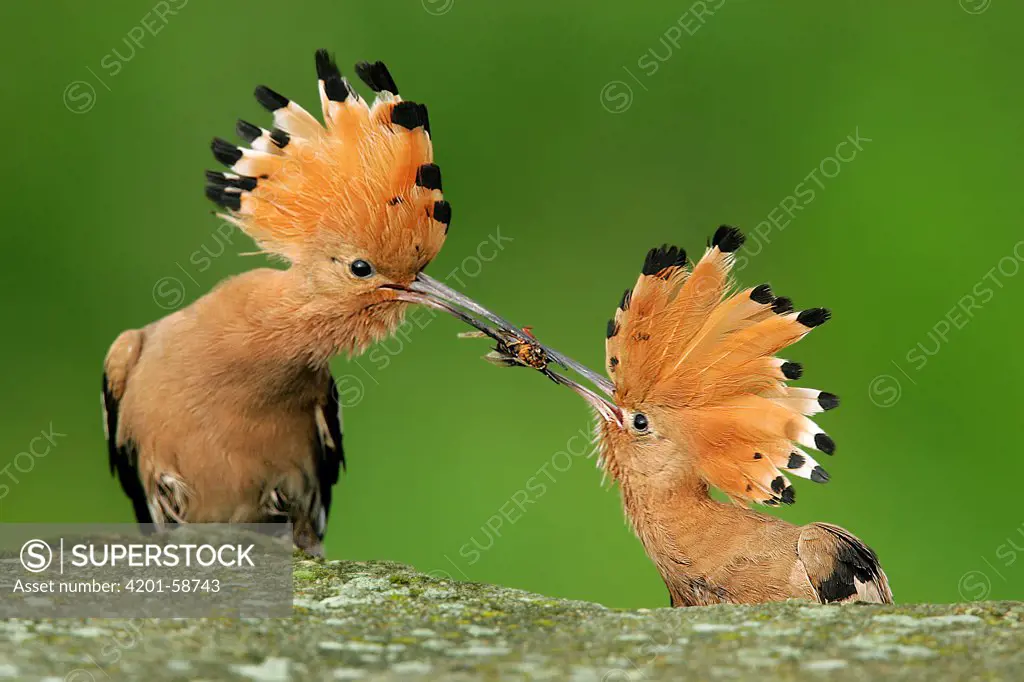 Eurasian Hoopoe (Upupa epops) pair in courtship, male passing female a hornet, Biebrza, Poland