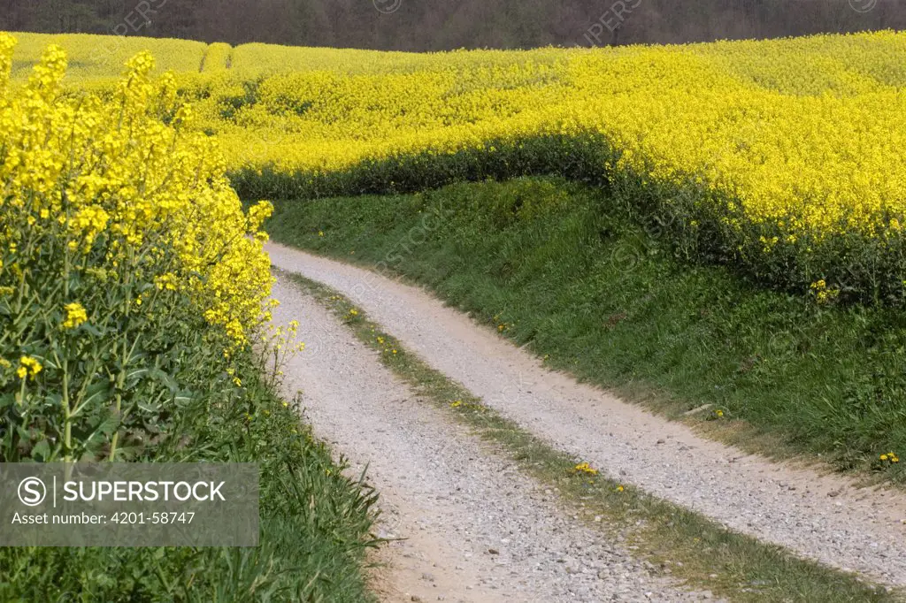 Oil Seed Rape (Brassica napus) field with dirt road, Germany