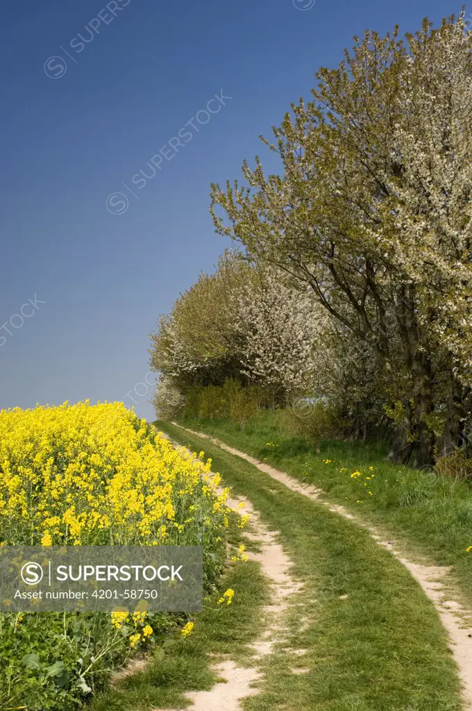 Oil Seed Rape (Brassica napus) and Blackthorn (Prunus spinosa) lining dirt road, Germany